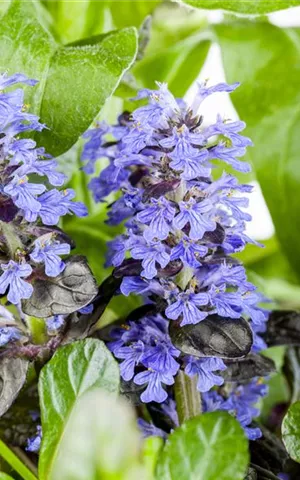 Ajuga reptans