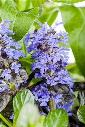 Kriechender Günsel - Ajuga reptans