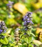 Kriechender Günsel - Ajuga reptans