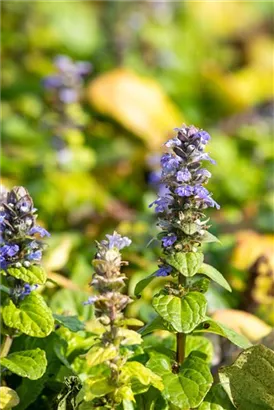 Kriechender Günsel - Ajuga reptans