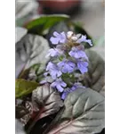 Kriechender Günsel - Ajuga reptans