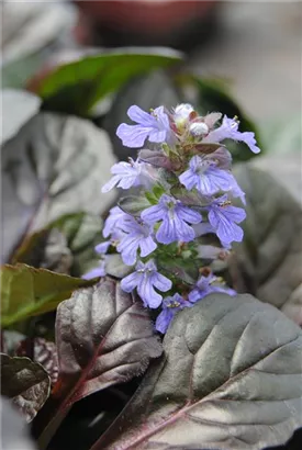 Kriechender Günsel - Ajuga reptans