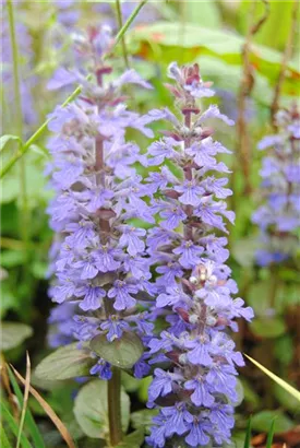 Kriechender Günsel - Ajuga reptans