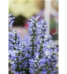 Kriechender Günsel - Ajuga reptans