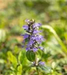 Kriechender Günsel - Ajuga reptans