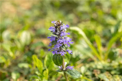 Kriechender Günsel - Ajuga reptans