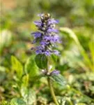 Kriechender Günsel - Ajuga reptans