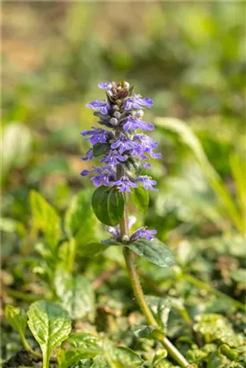 Kriechender Günsel - Ajuga reptans