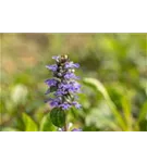 Kriechender Günsel - Ajuga reptans