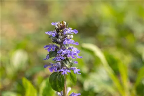 Kriechender Günsel - Ajuga reptans