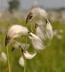 Scheidiges Wollgras - Eriophorum vaginatum