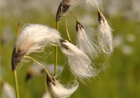 Eriophorum vaginatum - Scheidiges Wollgras