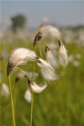 Scheidiges Wollgras - Eriophorum vaginatum