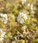 Kleine Garten-Gänsekresse - Arabis ferdinandi-coburgii 'Old Gold'