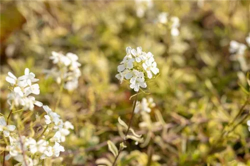 Kleine Garten-Gänsekresse - Arabis ferdinandi-coburgii 'Old Gold'