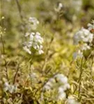 Kleine Garten-Gänsekresse - Arabis ferdinandi-coburgii 'Old Gold'