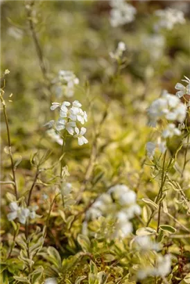 Kleine Garten-Gänsekresse - Arabis ferdinandi-coburgii 'Old Gold'