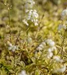 Kleine Garten-Gänsekresse - Arabis ferdinandi-coburgii 'Old Gold'