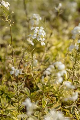 Kleine Garten-Gänsekresse - Arabis ferdinandi-coburgii 'Old Gold'