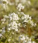 Kleine Garten-Gänsekresse - Arabis ferdinandi-coburgii 'Old Gold'