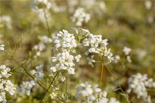 Kleine Garten-Gänsekresse - Arabis ferdinandi-coburgii 'Old Gold'