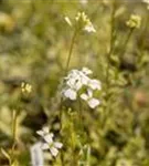 Kleine Garten-Gänsekresse - Arabis ferdinandi-coburgii 'Old Gold'