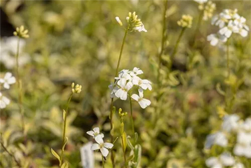 Kleine Garten-Gänsekresse - Arabis ferdinandi-coburgii 'Old Gold'