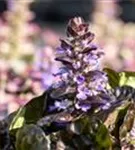 Garten-Günsel - Ajuga reptans 'Black Scallop' -R-