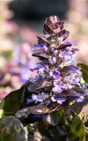 Ajuga reptans 'Black Scallop' -R-