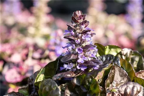 Garten-Günsel - Ajuga reptans 'Black Scallop' -R-