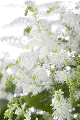 Arends Garten-Prachtspiere - Astilbe x arendsii 'Brautschleier'