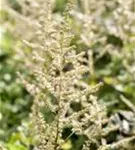 Arends Garten-Prachtspiere - Astilbe x arendsii 'Brautschleier'