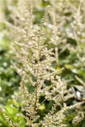 Arends Garten-Prachtspiere - Astilbe x arendsii 'Brautschleier'