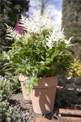 Arends Garten-Prachtspiere - Astilbe x arendsii 'Brautschleier'