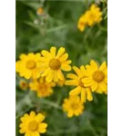 Wollblatt - Eriophyllum lanatum