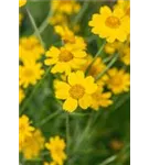 Wollblatt - Eriophyllum lanatum