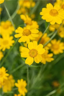 Wollblatt - Eriophyllum lanatum