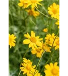 Wollblatt - Eriophyllum lanatum