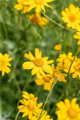 Wollblatt - Eriophyllum lanatum