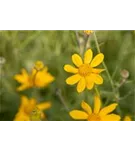 Wollblatt - Eriophyllum lanatum