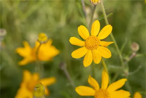 Wollblatt - Eriophyllum lanatum