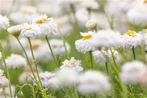 Gefülltblühende Garten-Scheinkamille - Chamaemelum nobile 'Plenum'