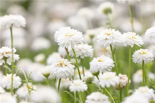 Gefülltblühende Garten-Scheinkamille - Chamaemelum nobile 'Plenum'