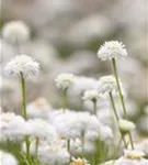 Gefülltblühende Garten-Scheinkamille - Chamaemelum nobile 'Plenum'