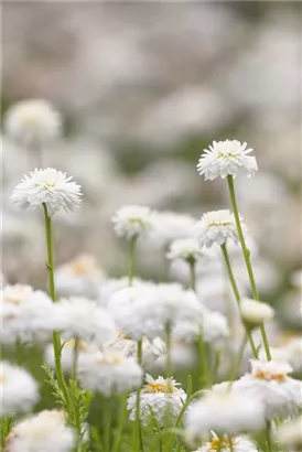 Gefülltblühende Garten-Scheinkamille - Chamaemelum nobile 'Plenum'