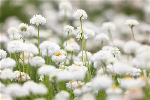 Gefülltblühende Garten-Scheinkamille - Chamaemelum nobile 'Plenum'