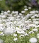 Gefülltblühende Garten-Scheinkamille - Chamaemelum nobile 'Plenum'