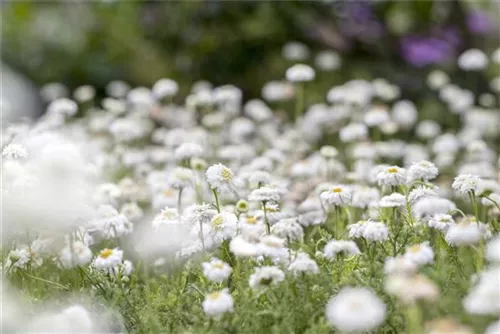 Gefülltblühende Garten-Scheinkamille - Chamaemelum nobile 'Plenum'