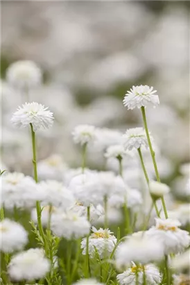 Gefülltblühende Garten-Scheinkamille - Chamaemelum nobile 'Plenum'