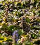 Rotblättriger Garten-Günsel - Ajuga reptans 'Braunherz'